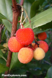 Arbutus unedo (fruit)