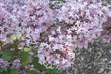 Possible specimen of Syringa pubescens subsp. juliana 'Hers Variety'