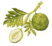 Breadfruit,  Artocarpus altilis