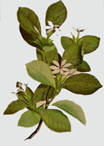 Gardenia taitensis - based on the 
original work by Sidney Parkinson
