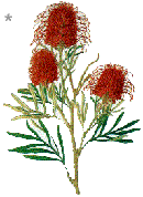 Grevillia banksii.by Ferdinand Bauer, brother of Francis Bauer