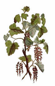 Ribes magellanicum - by Sidney Parkinson