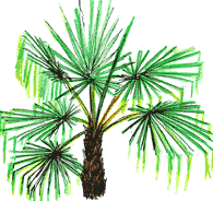 Trachycarpus fortunei.  One of the hardiest palms in the world, this species prefers temperate climates and does poorly in the tropics.
By PlantExplorers.com staff illustrator,
William Lovegrove