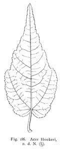 Acer hookeri, from 'Handbuch der Laubholzkunde', Dr. Leopold Dippel, 1889