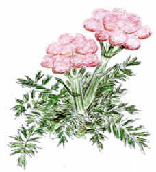 Anisotome latifolia, 
by PlantExplorers.com staff illustrator,
William Lovegrove
