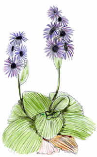 Pleurophyllum speciosum, 
by PlantExplorers.com staff illustrator,
William Lovegrove
