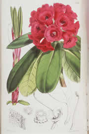 Rhododendron hookeri, by Walter Hood Fitch, from Curtis's botanical magazine, published London, 1856.