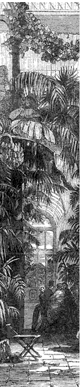 Detail from a Victorian engraving depicting
the interior of the Palm House at Kew.