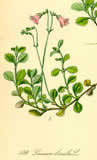 Linnaea borealis - from 'Flora von Deutschland Österreich und der Schweiz' by Prof. Dr. Otto Wilhelm Thomé - 1885 