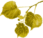 Tilia cordata -  
The Small Leafed Linden