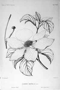 Dogwood - Cornus nuttallii - 
from 'The silva of North America' (v. 5) 
by Charles Sprague Sargent. 
Boston and New York, 1890-1902.
Drawing by C. E. Faxon, engraving 
under the direction of A. Riocreux. 
