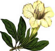 Solandra grandiflora,  from a genus of eight species, named in honour of Daniel Solander.