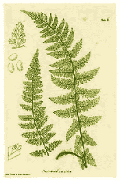 Life-Print by Henry Bradbury for Thomas Moore's 1857 book, 'The Ferns of Great Britian and Ireland'.