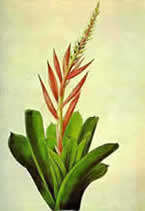 Aechmea nudicaulis, a South American bromeliad, by Sydney Parkinson