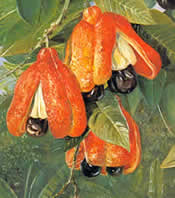 Blighia sapida by Marianne North. Painted during her visit to Jamaica in 1871-1872