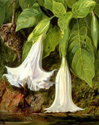 "Flowers of Angel's Trumpet"
Brugmansia arborea 
by Marianne North