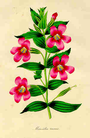 W.H. Fitch's first published plate, Mimulus roseus, which appeared in  Curtis's Botanical Magazine in 1834