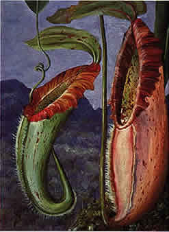 A Nepenthes species as painted by 
Marianne North. This plant was later 
formally named Nepenthes northiana 
in her honour