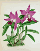 'Laelia gouldiana' painted by Matilda Smith 
and lithographed by John Nugent Fitch
for Robert Warner and Thomas Moore's
illustrious Orchid Album, 
published circa 1890