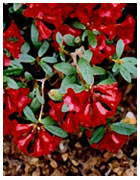 Rhododendron forrestii subspecies forrestii