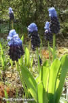 Muscari latifolium
