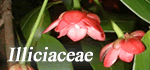 Illiciaceae