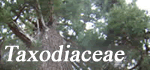 Taxodiaceae